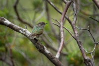 Kukacka nadherna - Chalcites lucidus - Shining Bronze Cuckoo o4508